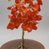 Árbol de Fuego Floral by JoyArbs - Ref: A146
