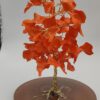 Árbol de Fuego Floral by JoyArbs - Ref: A146