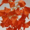 Árbol de Fuego Floral by JoyArbs - Ref: A146