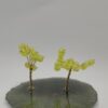 Árbol duo Verde Arraigado by JoyArbs - Ref: A223