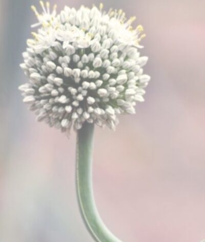 Sesiones Menopausia (Online)